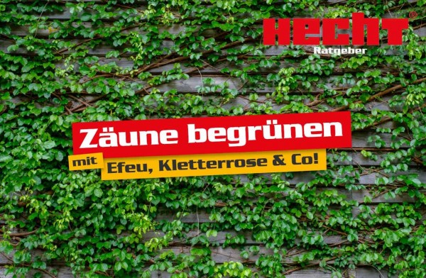 Zäune begrünen mit Efeu, Kletterrose und Co. (Dieses Bild wurde mit Hilfe von KI generiert.)