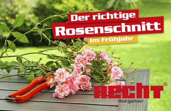 Der richtige Rosenschnitt im Frühjahr.