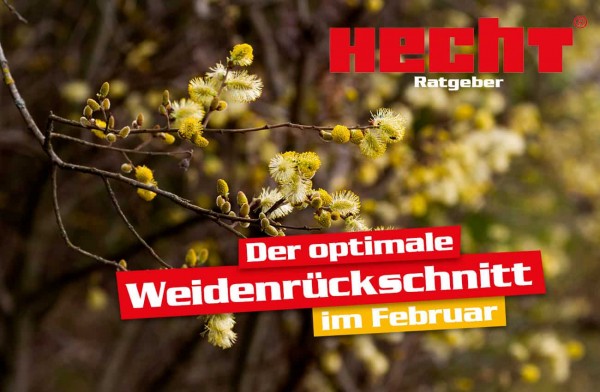 Der optimale Weidenrückschnitt im Februar.