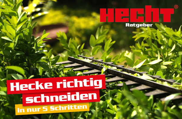 Hecke richtig schneiden mit der Hecht Heckenschere.